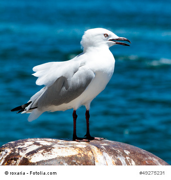 Kostenloses Stockfoto: Seagull at the harbour