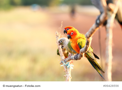 Parrot on a perch on wooden background nature in the evening.