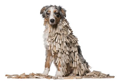 Australian Shepherd puppy covered with Clothespins, 5 months old, sitting in front of white background